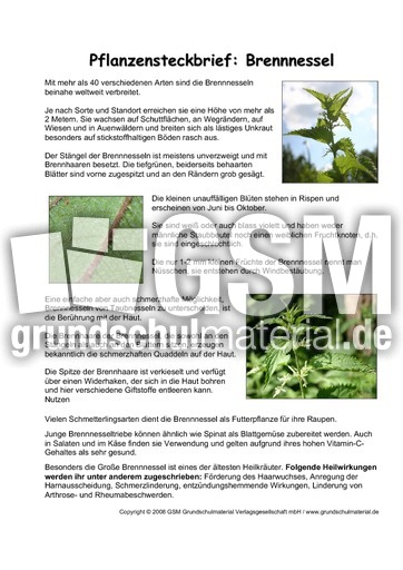Pflanzensteckbrief-Brennnessel.pdf